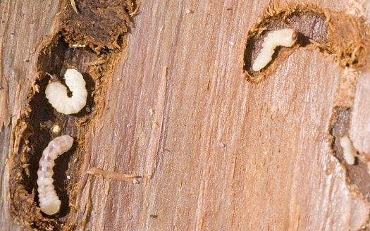 Личинка усача в дереве - фото 2